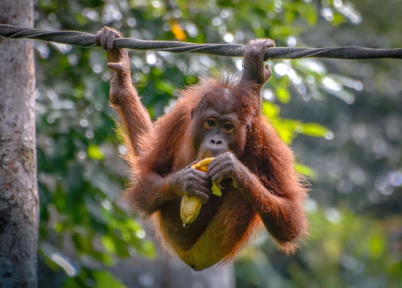 Ape Index in Climbing: How Much Does It Matter?